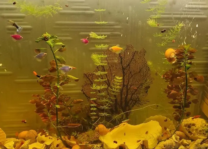 Deluxe Center House With Garden's Tent ,2 Bedrooms And Living Next To The And Sea Garden- 5 Min By Walk,with Equiped Kitchen * Бургас