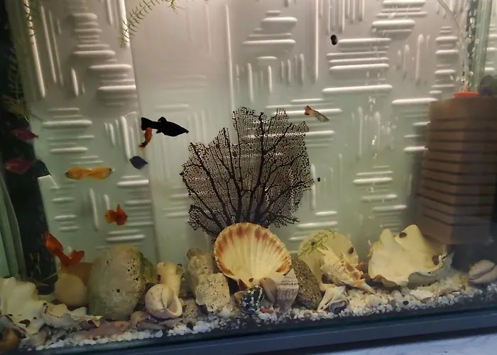 Deluxe Center House With Garden's Tent ,2 Bedrooms And Living Next To The And Sea Garden- 5 Min By Walk,with Equiped Kitchen